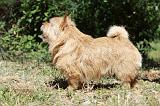 NORWICH TERRIER 087